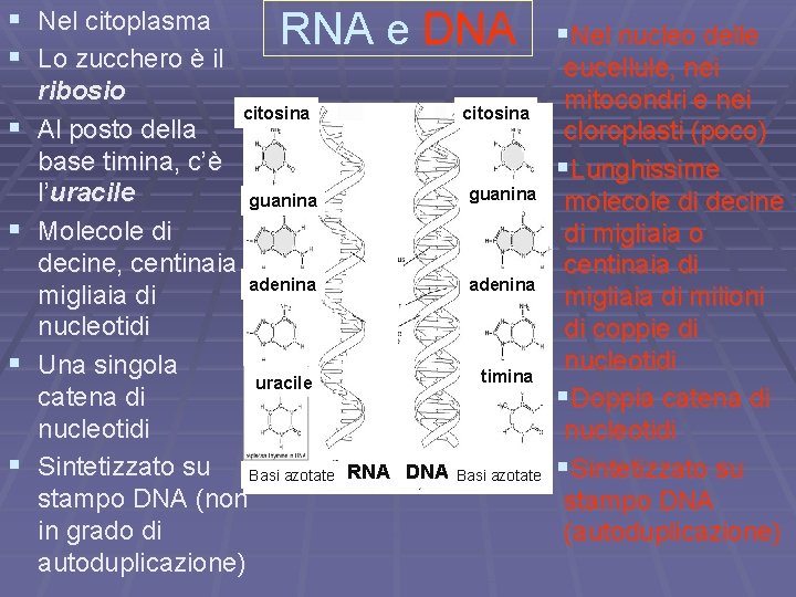 § Nel citoplasma § Lo zucchero è il § § RNA e DNA ribosio