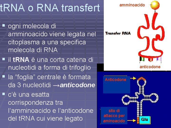 t. RNA o RNA transfert amminoacido § ogni molecola di amminoacido viene legata nel