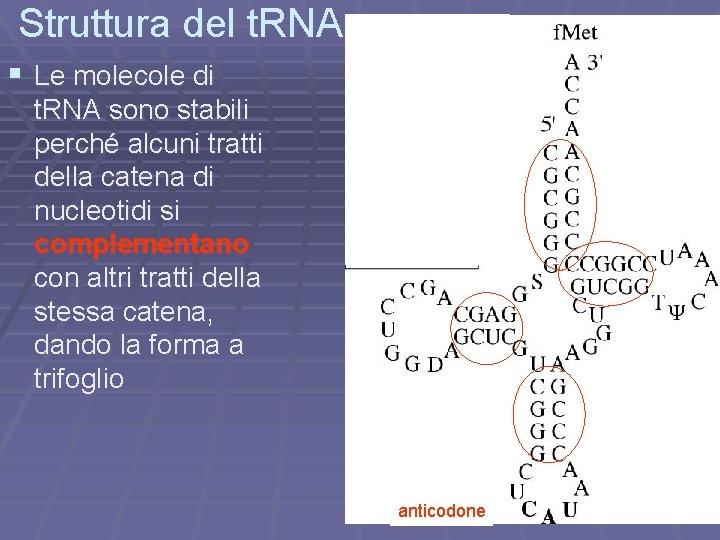 Struttura del t. RNA § Le molecole di t. RNA sono stabili perché alcuni