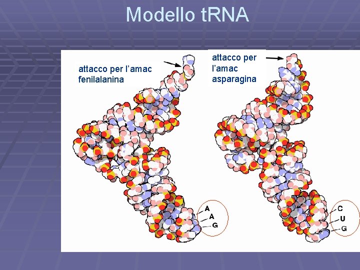 Modello t. RNA attacco per l’amac fenilalanina attacco per l’amac asparagina 