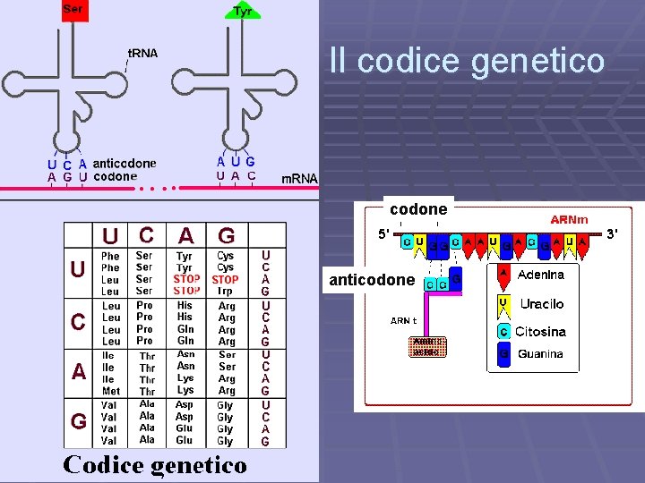 Il codice genetico codone anticodone 