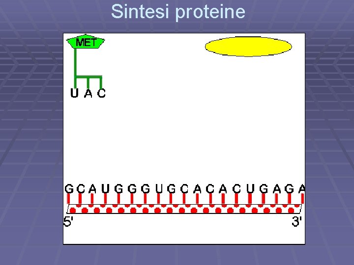 Sintesi proteine 