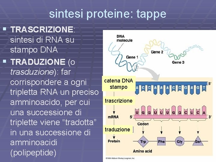 sintesi proteine: tappe § TRASCRIZIONE: sintesi di RNA su stampo DNA § TRADUZIONE (o