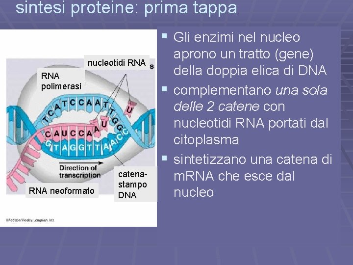 sintesi proteine: prima tappa § Gli enzimi nel nucleotidi RNA polimerasi RNA neoformato catenastampo