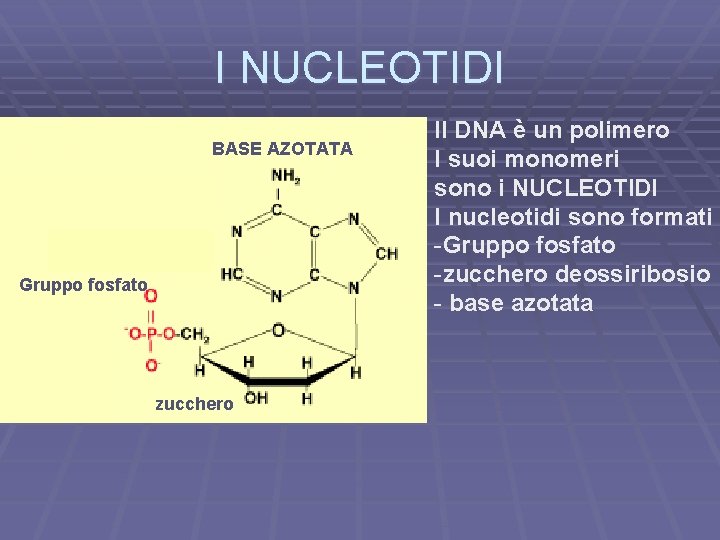I NUCLEOTIDI BASE AZOTATA Gruppo fosfato zucchero Il DNA è un polimero I suoi