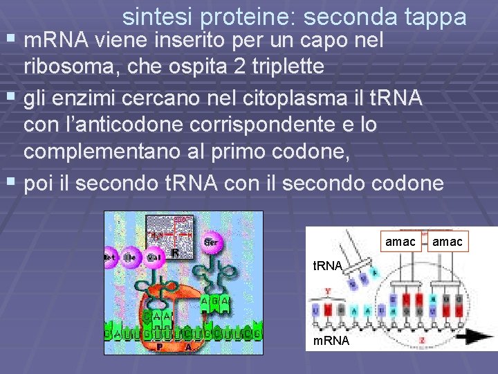 sintesi proteine: seconda tappa § m. RNA viene inserito per un capo nel ribosoma,