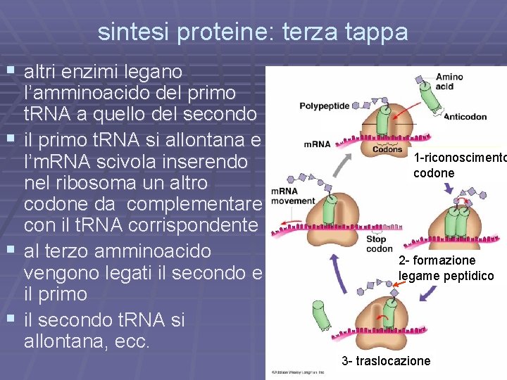 sintesi proteine: terza tappa § altri enzimi legano § § § l’amminoacido del primo