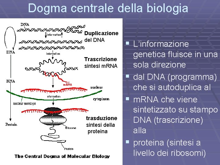 Dogma centrale della biologia Duplicazione del DNA § L’informazione Trascrizione sintesi m. RNA §