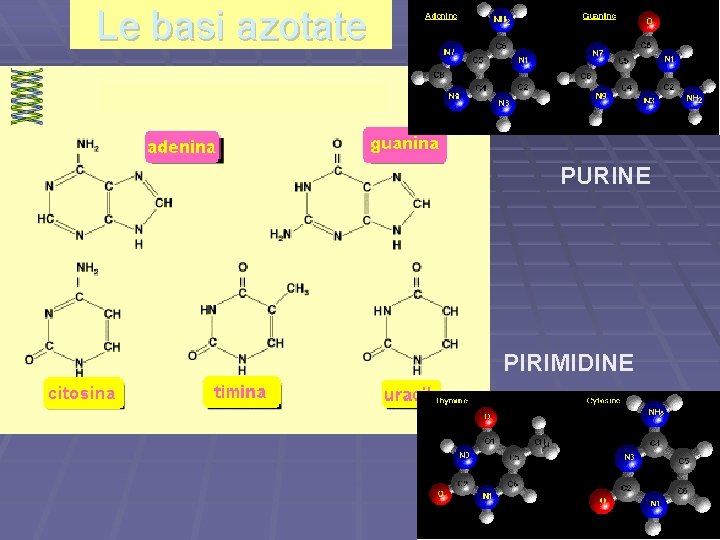 Le basi azotate PURINE PIRIMIDINE 
