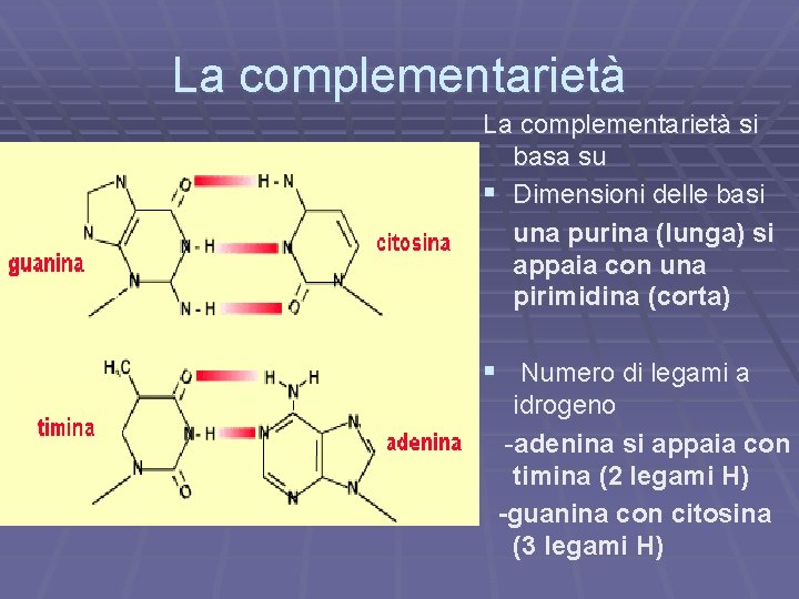 La complementarietà si basa su § Dimensioni delle basi una purina (lunga) si appaia