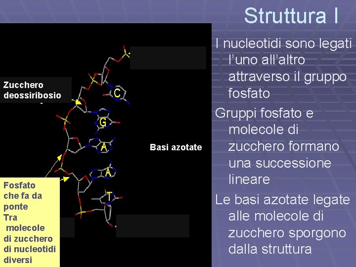 Struttura I Zucchero deossiribosio Basi azotate Fosfato che fa da ponte Tra molecole di
