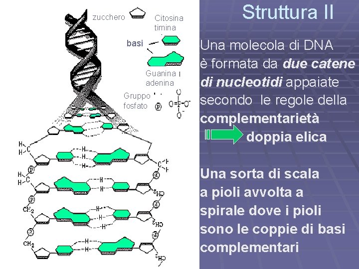 zucchero Citosina timina basi Guanina adenina Gruppo fosfato Struttura II Una molecola di DNA