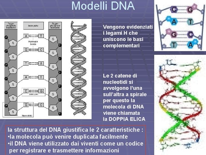 Modelli DNA Vengono evidenziati i legami H che uniscono le basi complementari Le 2