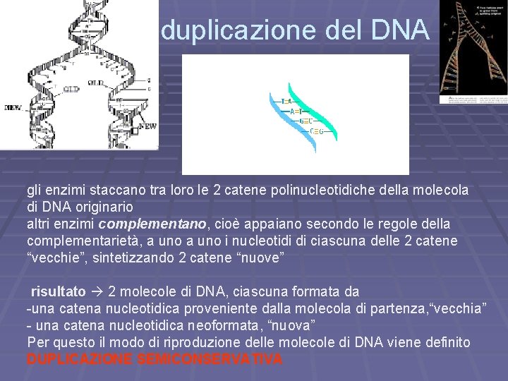 la duplicazione del DNA gli enzimi staccano tra loro le 2 catene polinucleotidiche della
