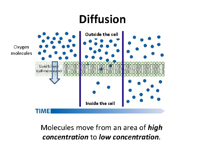 Diffusion Outside the cell Oxygen molecules Inside the cell Molecules move from an area