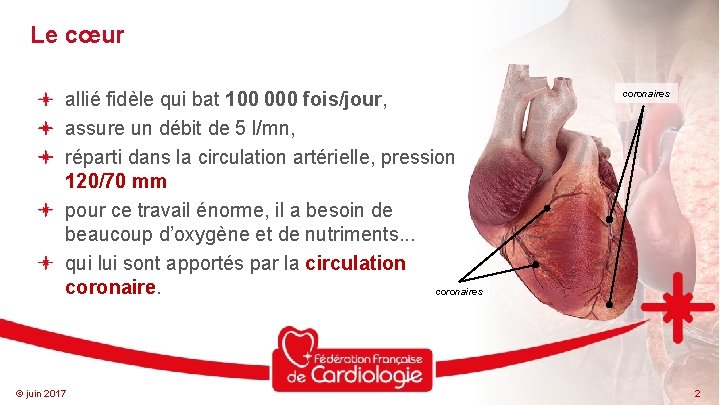 Le cœur allié fidèle qui bat 100 000 fois/jour, assure un débit de 5