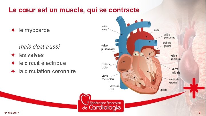 Le cœur est un muscle, qui se contracte le myocarde mais c’est aussi les