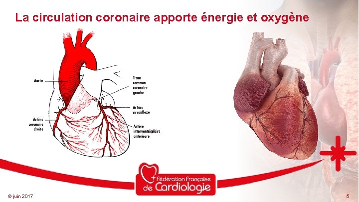 La circulation coronaire apporte énergie et oxygène © juin 2017 5 
