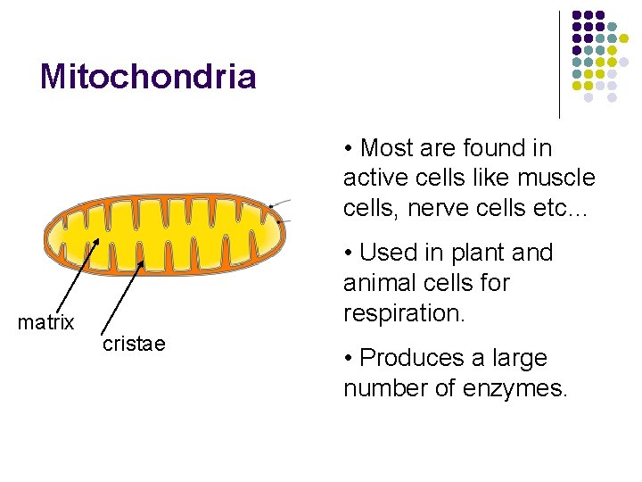 Mitochondria • Most are found in active cells like muscle cells, nerve cells etc…
