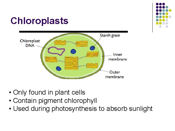 Chloroplasts • Only found in plant cells • Contain pigment chlorophyll • Used during