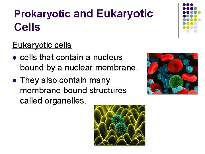 Prokaryotic and Eukaryotic Cells Eukaryotic cells l cells that contain a nucleus bound by