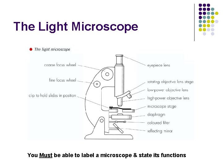 The Light Microscope You Must be able to label a microscope & state its