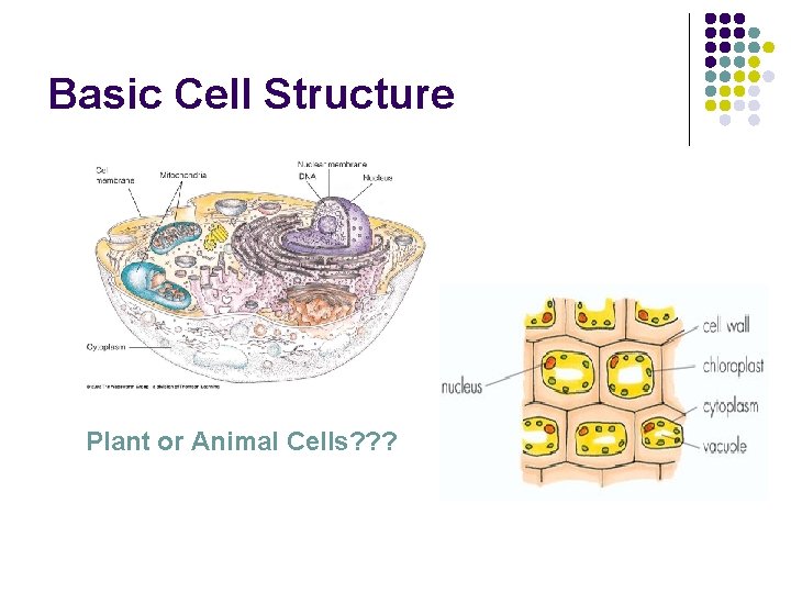 Basic Cell Structure Plant or Animal Cells? ? ? 