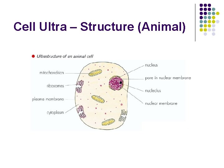 Cell Ultra – Structure (Animal) 