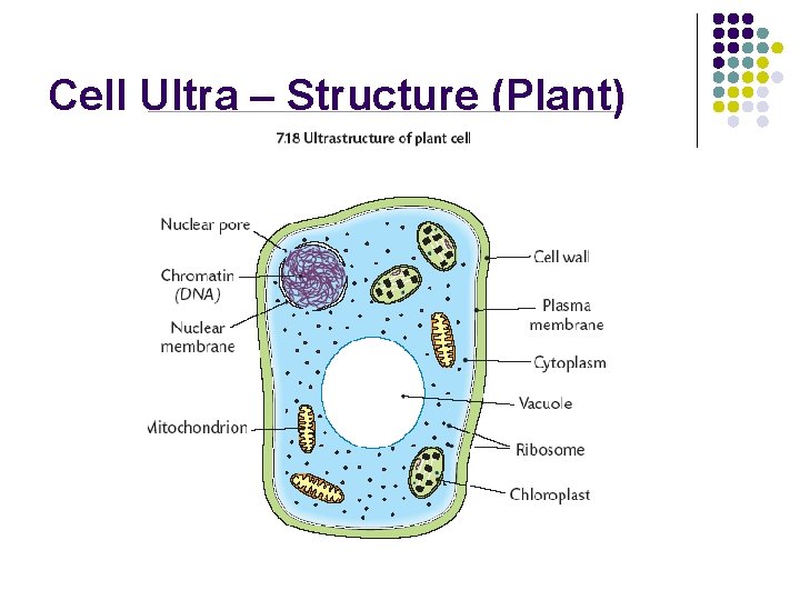 Cell Ultra – Structure (Plant) 