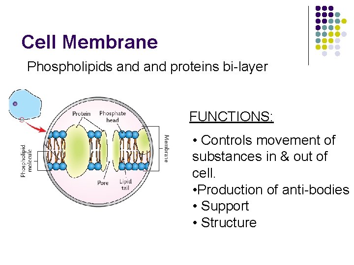 Cell Membrane Phospholipids and proteins bi-layer FUNCTIONS: • Controls movement of substances in &