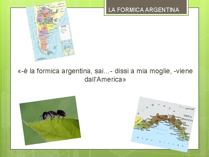 LA FORMICA ARGENTINA «-è la formica argentina, sai…- dissi a mia moglie, -viene dall’America»