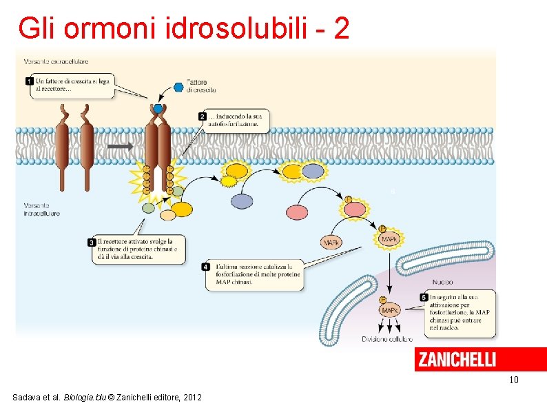 Gli ormoni idrosolubili - 2 10 Sadava et al. Biologia. blu © Zanichelli editore,