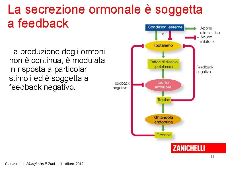 La secrezione ormonale è soggetta a feedback La produzione degli ormoni non è continua,