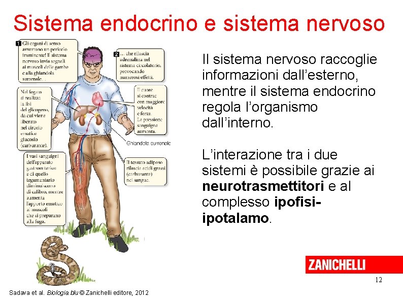 Sistema endocrino e sistema nervoso Il sistema nervoso raccoglie informazioni dall’esterno, mentre il sistema