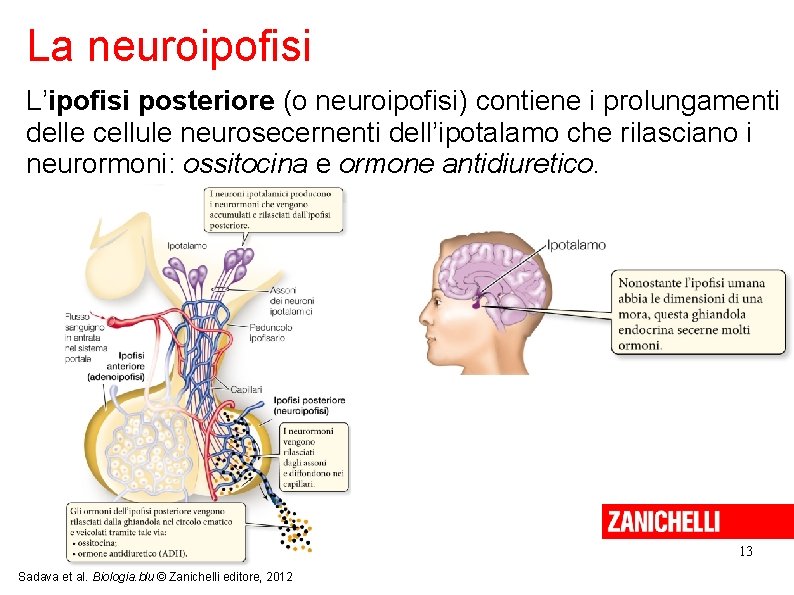 La neuroipofisi L’ipofisi posteriore (o neuroipofisi) contiene i prolungamenti delle cellule neurosecernenti dell’ipotalamo che