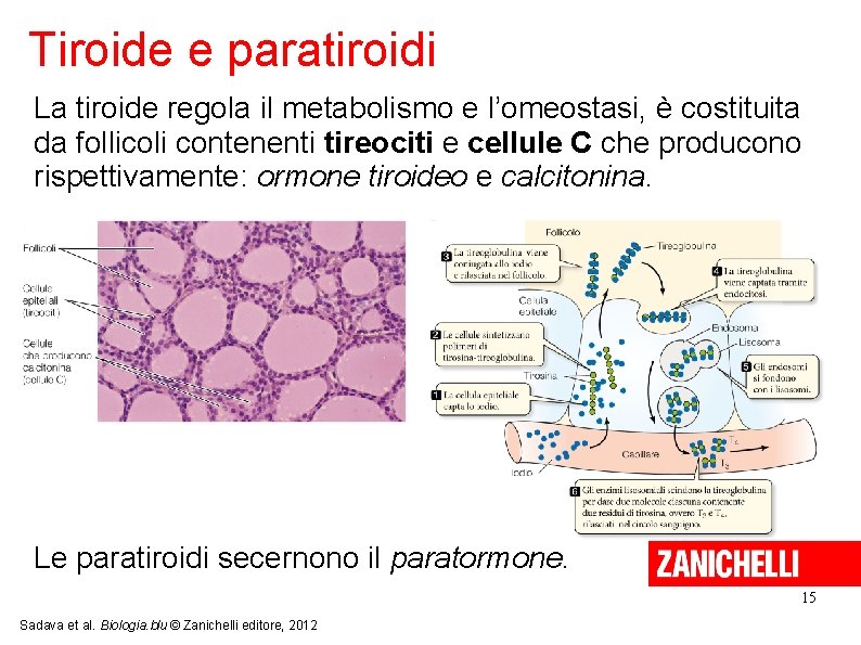 Tiroide e paratiroidi La tiroide regola il metabolismo e l’omeostasi, è costituita da follicoli
