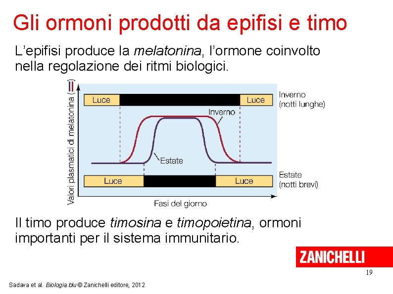 Gli ormoni prodotti da epifisi e timo L’epifisi produce la melatonina, l’ormone coinvolto nella