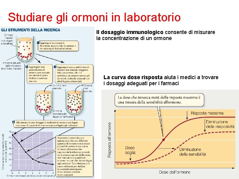 Studiare gli ormoni in laboratorio Il dosaggio immunologico consente di misurare la concentrazione di