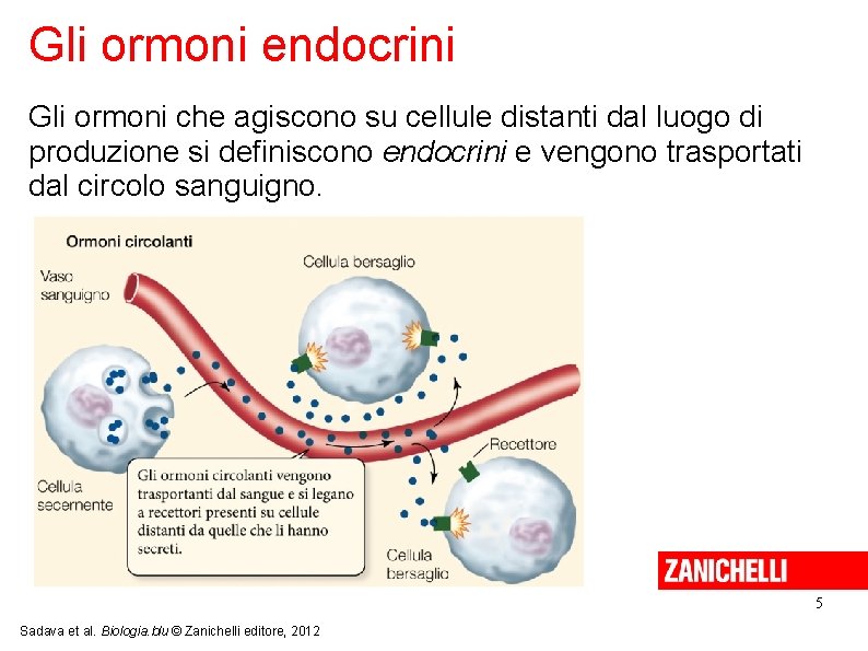 Gli ormoni endocrini Gli ormoni che agiscono su cellule distanti dal luogo di produzione