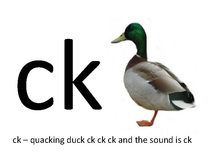 ck ck – quacking duck ck and the sound is ck 