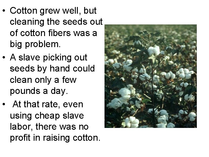  • Cotton grew well, but cleaning the seeds out of cotton fibers was