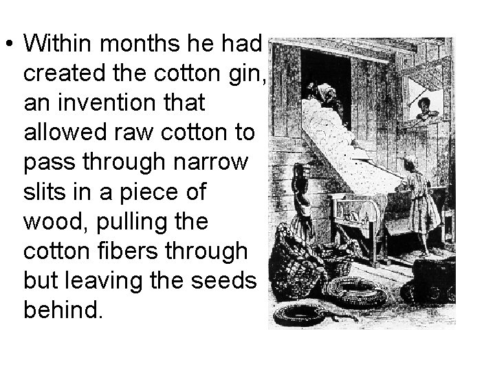  • Within months he had created the cotton gin, an invention that allowed