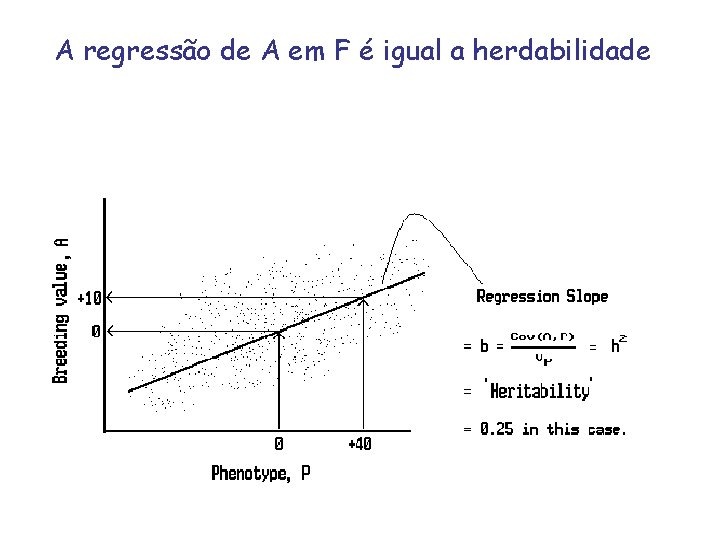 A regressão de A em F é igual a herdabilidade 