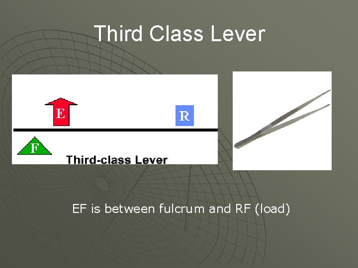 Third Class Lever EF is between fulcrum and RF (load) 