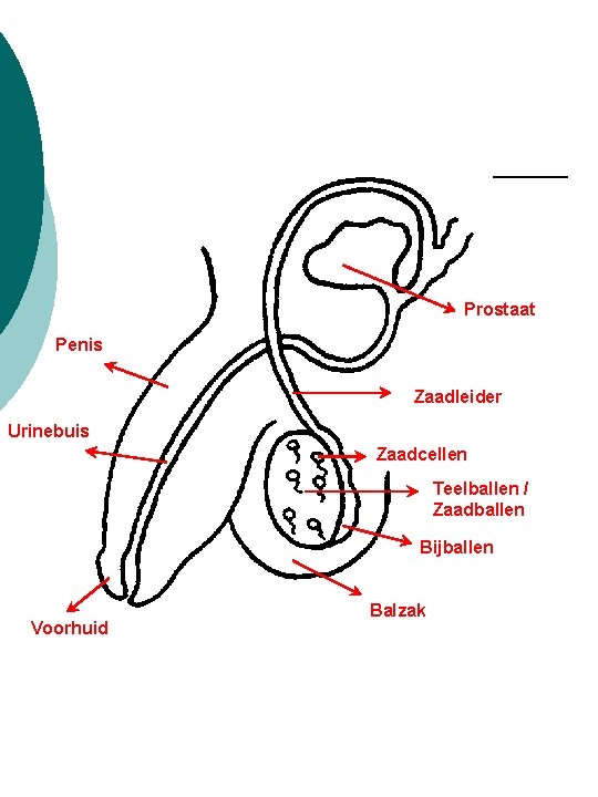 Prostaat Penis Zaadleider Urinebuis Zaadcellen Teelballen / Zaadballen Bijballen Voorhuid Balzak 