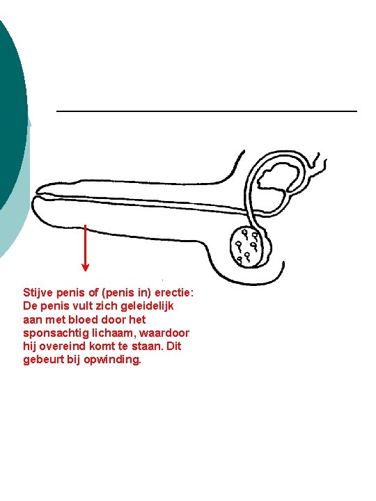 Stijve penis of (penis in) erectie: De penis vult zich geleidelijk aan met bloed