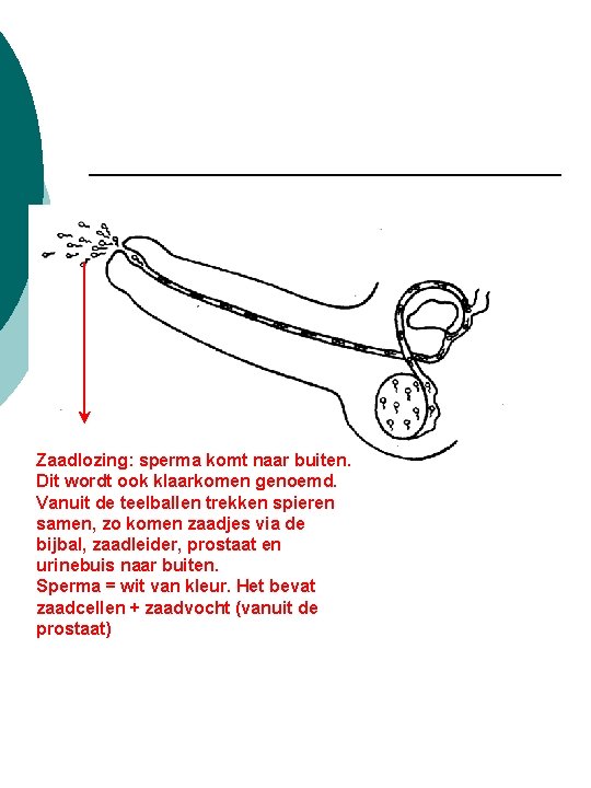 Zaadlozing: sperma komt naar buiten. Dit wordt ook klaarkomen genoemd. Vanuit de teelballen trekken