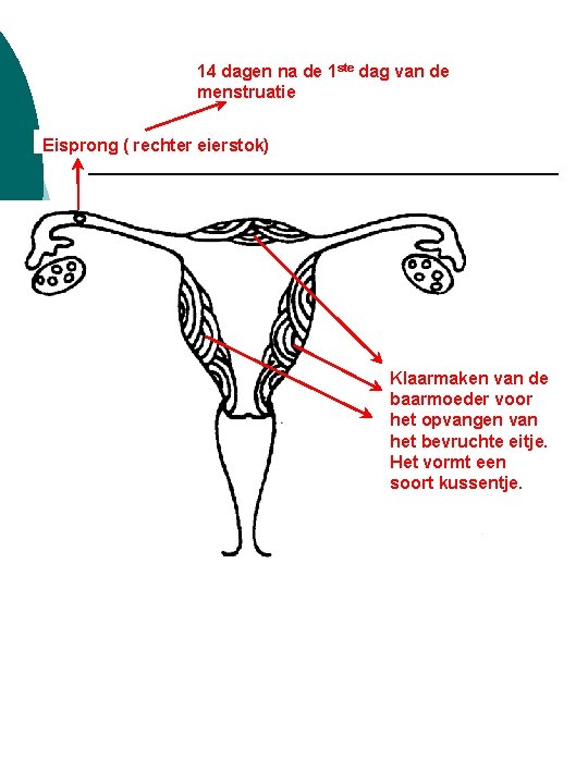 14 dagen na de 1 ste dag van de menstruatie Eisprong ( rechter eierstok)