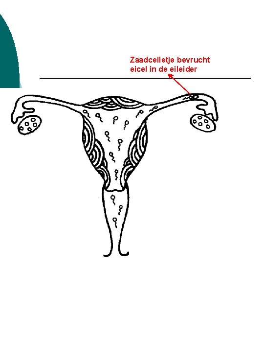 Zaadcelletje bevrucht eicel in de eileider 