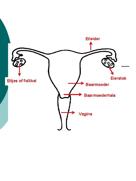 Eileider Eitjes of follikel Eierstok Baarmoederhals Vagina 